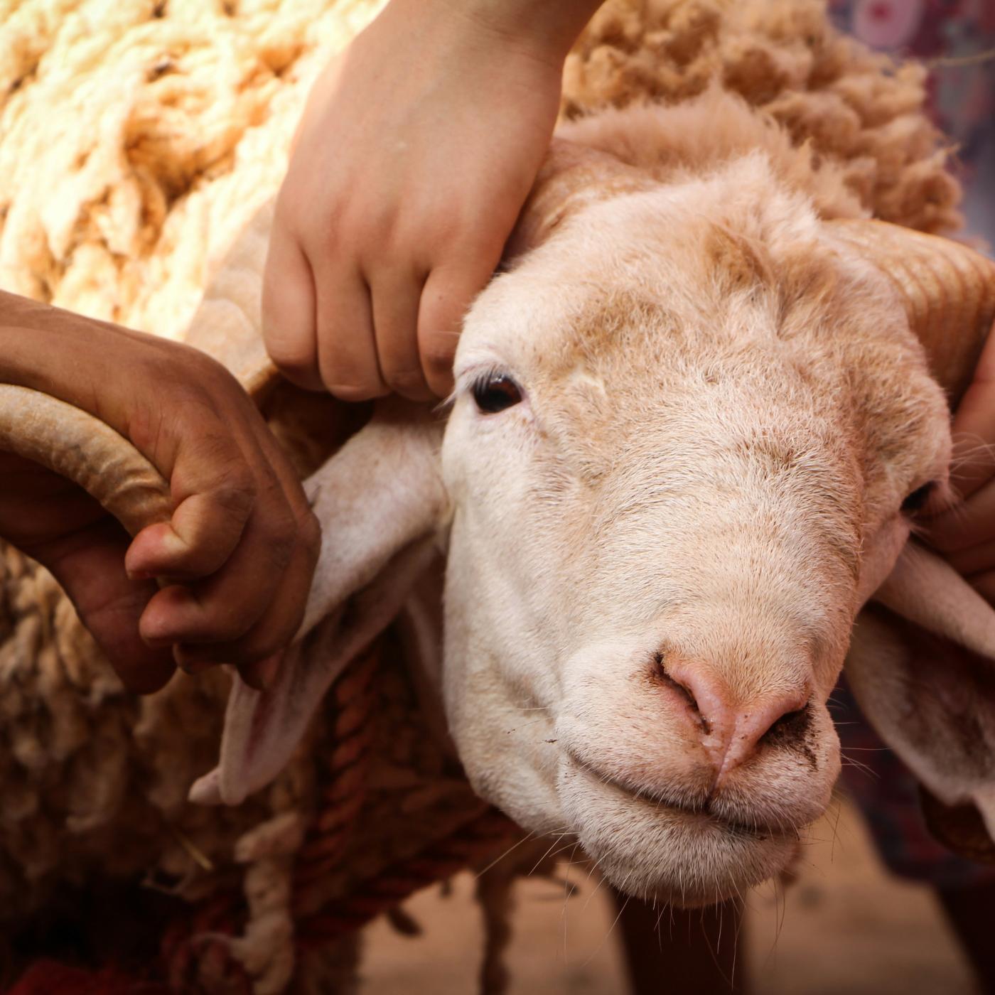 Do Christians Celebrate Eid al-Adha? episode artwork