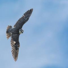 آزادی، چه تأثیر در زندگی جوانان دارد؟