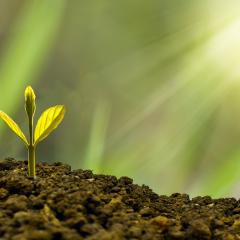 More Seed Parables