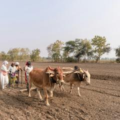 The Role of Youth in Agriculture and Livestock and Its Impacts on Society