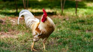 The Bad Effects of Pride and Arrogance