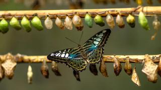 Youth's Inability to Make Life Changes and Healthy Solutions for Life Changes