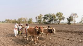 The Role of Youth in Agriculture and Livestock and Its Impacts on Society