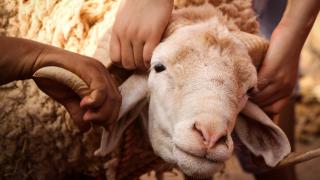 Do Christians Celebrate Eid al-Adha?