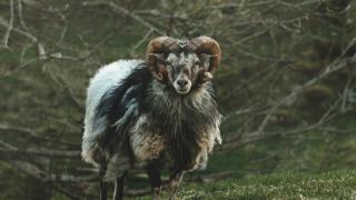 کتاب مقدس در مورد قربانی چه می‌گوید